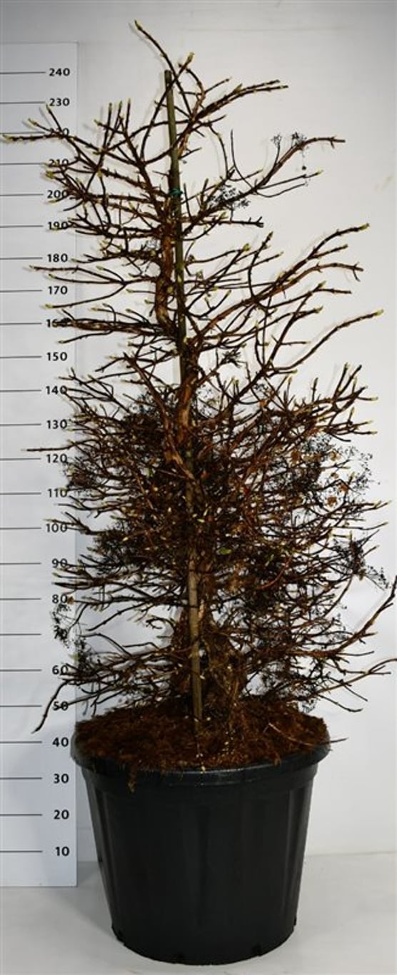 Hydrangea petiolaris - C110 150-175 CM